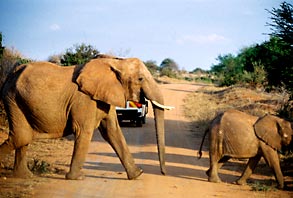 Elefanten haben immer Vorfahrt
