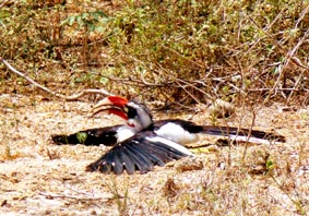 Decken-Toko (Nashornvogel, Männchen) 